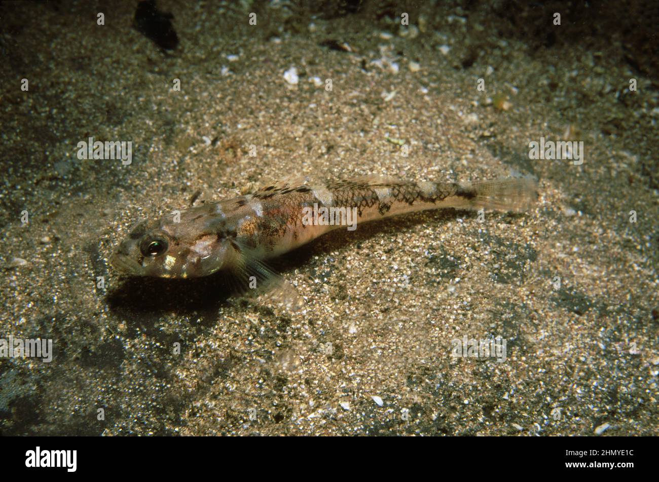 Painted goby (Pomatoschistus pictus) on a sandy seabed, UK. Stock Photo