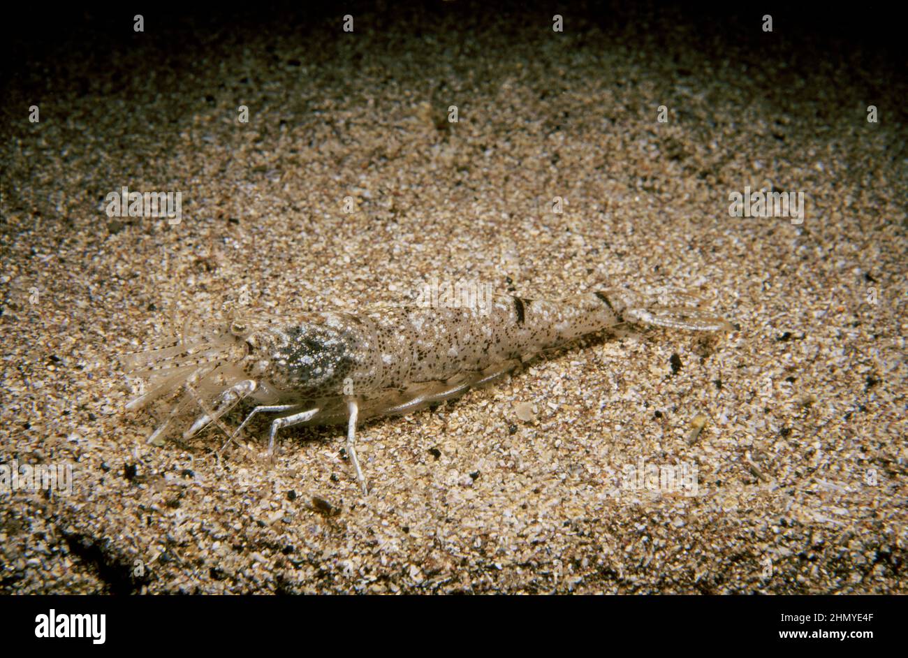 Brown shrimp (Crangon crangon) on a sandy seabed, UK. Stock Photo