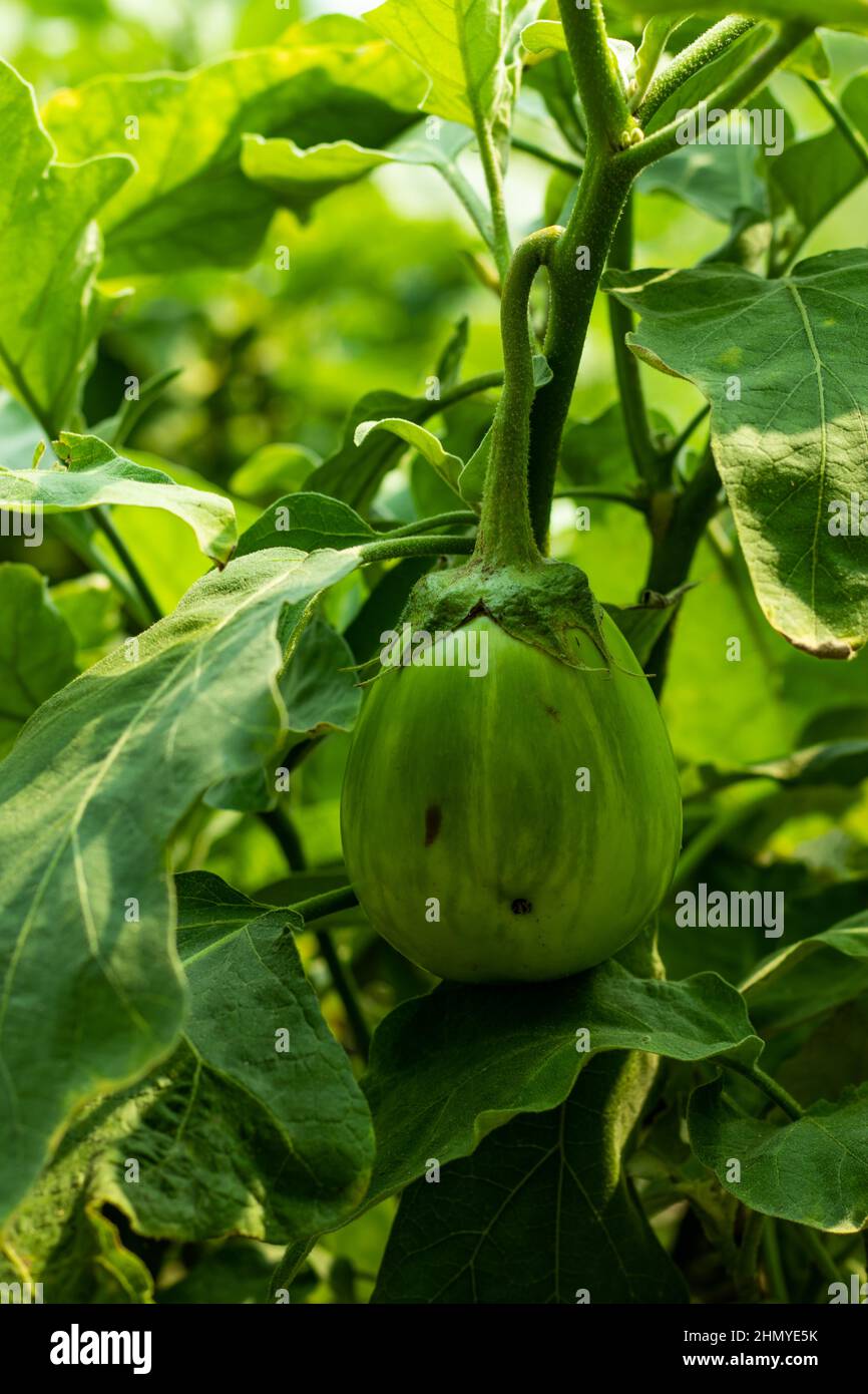 The green eggplant is a nightshade vegetable, like potatoes, tomatoes, and peppers. It originally comes from India and Asia, where it still grows wild Stock Photo