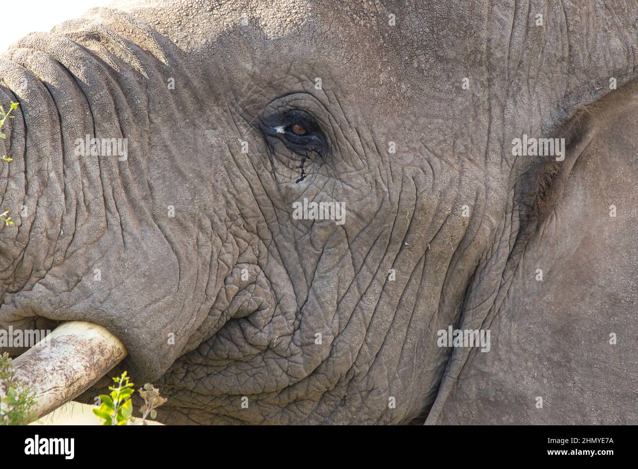Close up of an elephant face. Stock Photo