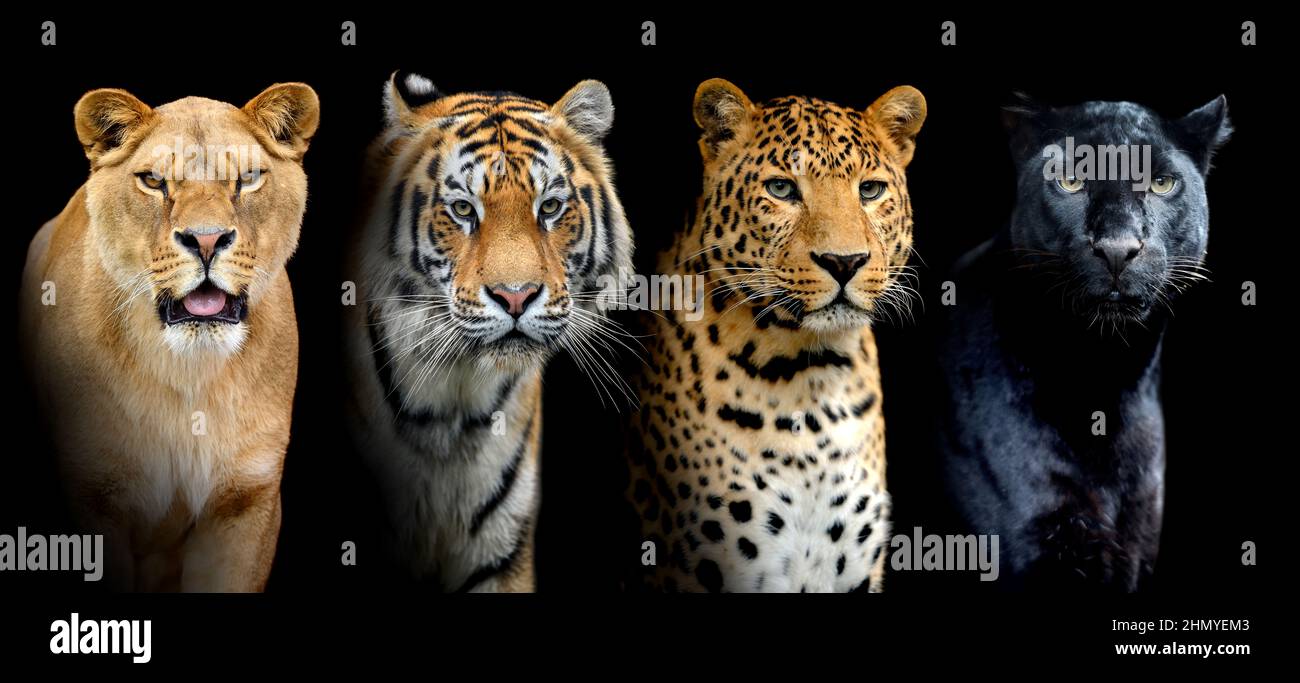Close portrait big wild cats (lion, tiger, leopard, puma) on black  background Stock Photo - Alamy