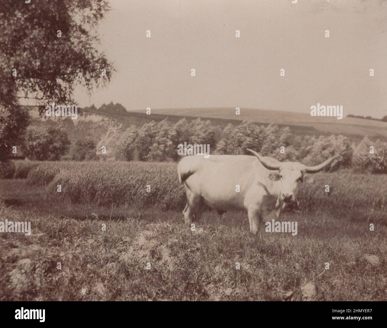 Vintage photo about a massive Hungarian Grey  / Magyar szürke / szürkemarha / szarvasmarha from the late 19th century. Te hungarian grey has got huge horns and it is standing on the filed at summer time source: original photographs ADDITIONAL-RIGHTS-CLEARANCE-INFO-NOT-AVAILABLE Stock Photo