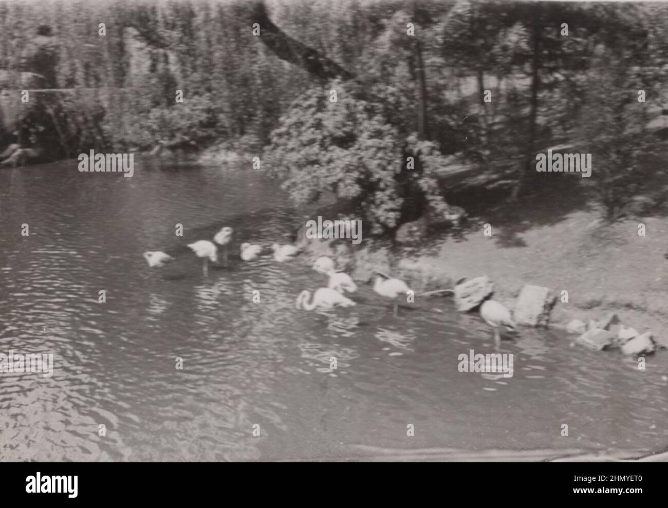 vintage, Flamingos are in the big lake at the 1900s  source: original photographs ADDITIONAL-RIGHTS-CLEARANCE-INFO-NOT-AVAILABLE Stock Photo