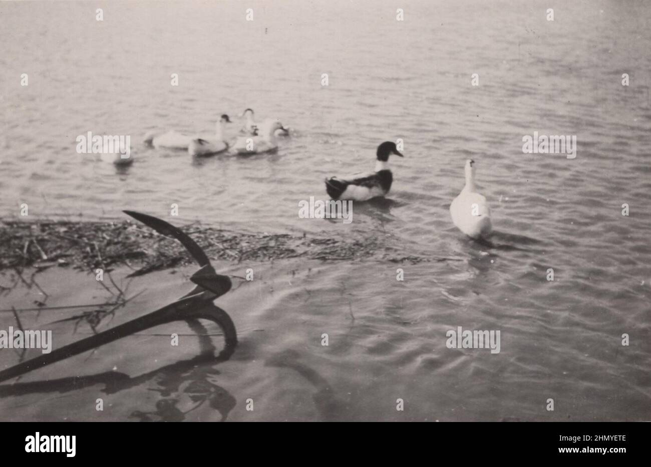 vintage, monochrome artist photo about massive cast iron ship anchor lying in the lake, with black and white ducks ADDITIONAL-RIGHTS-CLEARANCE-INFO-NOT-AVAILABLE Stock Photo