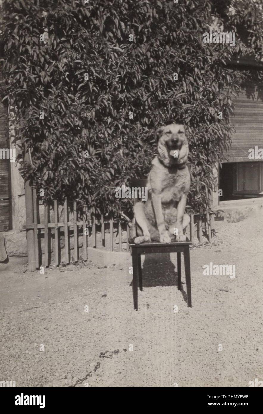 ADDITIONAL-RIGHTS-CLEARANCE-INFO-NOT-AVAILABLE happy german sheperd puppy/ dog  is sitting on the chair and pay attention for his owner who possibly holding the camera and taking the photo. Period: 1930s Stock Photo