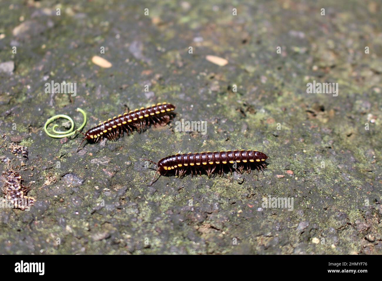 Caterpillar, worm, or maggot called 'ulat' in Bali during its season. Taken January 2022. Stock Photo