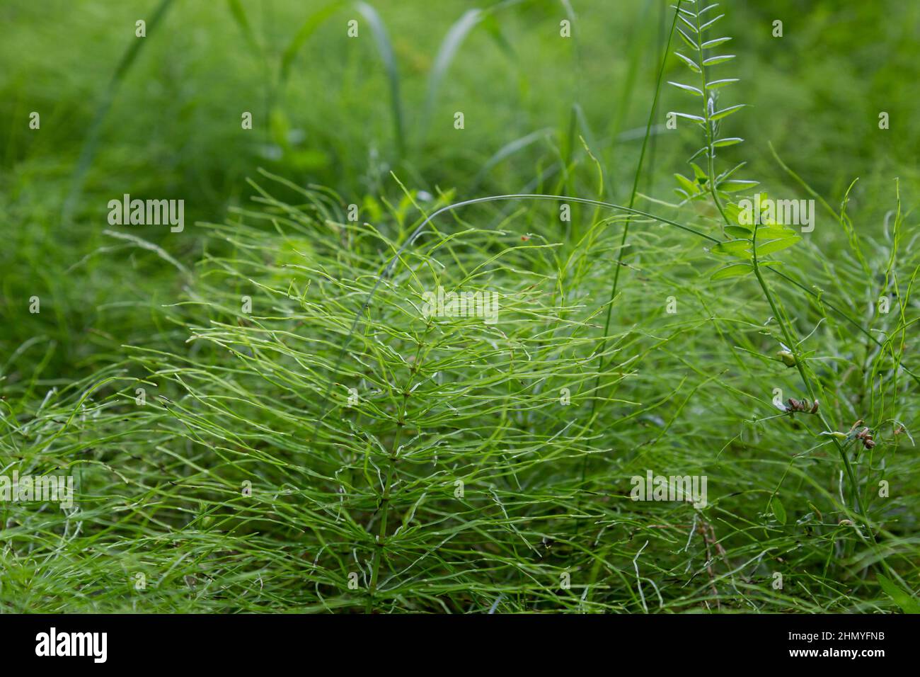 Bright green grass background, beautiful untouched nature Stock Photo