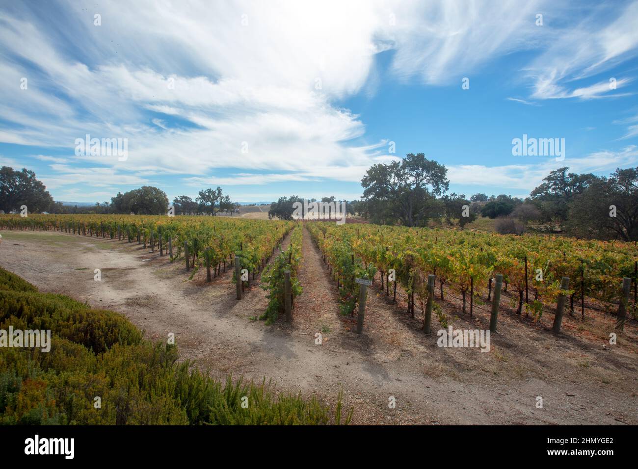 Vineyard under cumulus cloudscape in Central California United States Stock Photo
