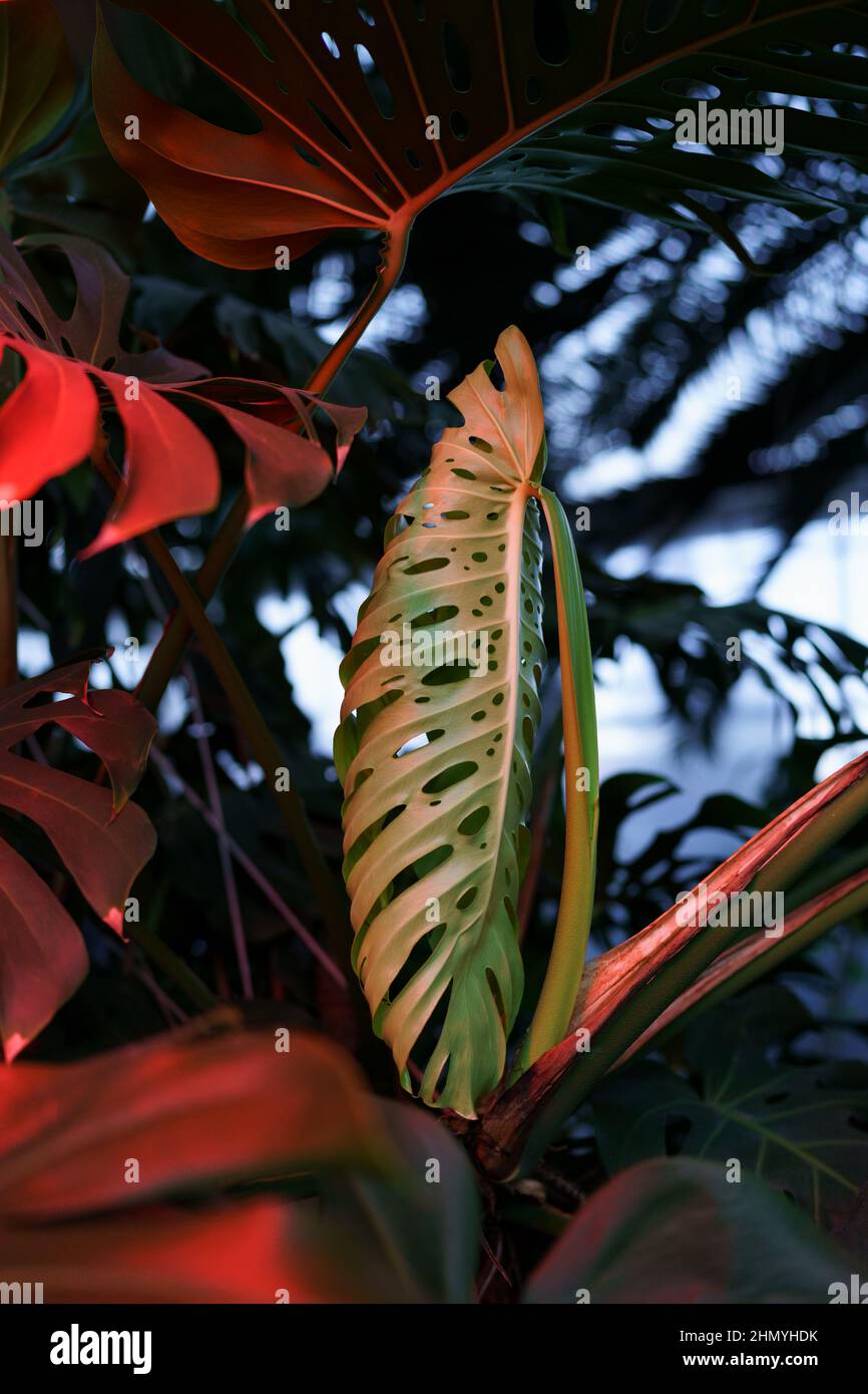 philodendron green dragon variegated Philodendron golden dragon variegated – Peace, Love & Happiness Club main image 0