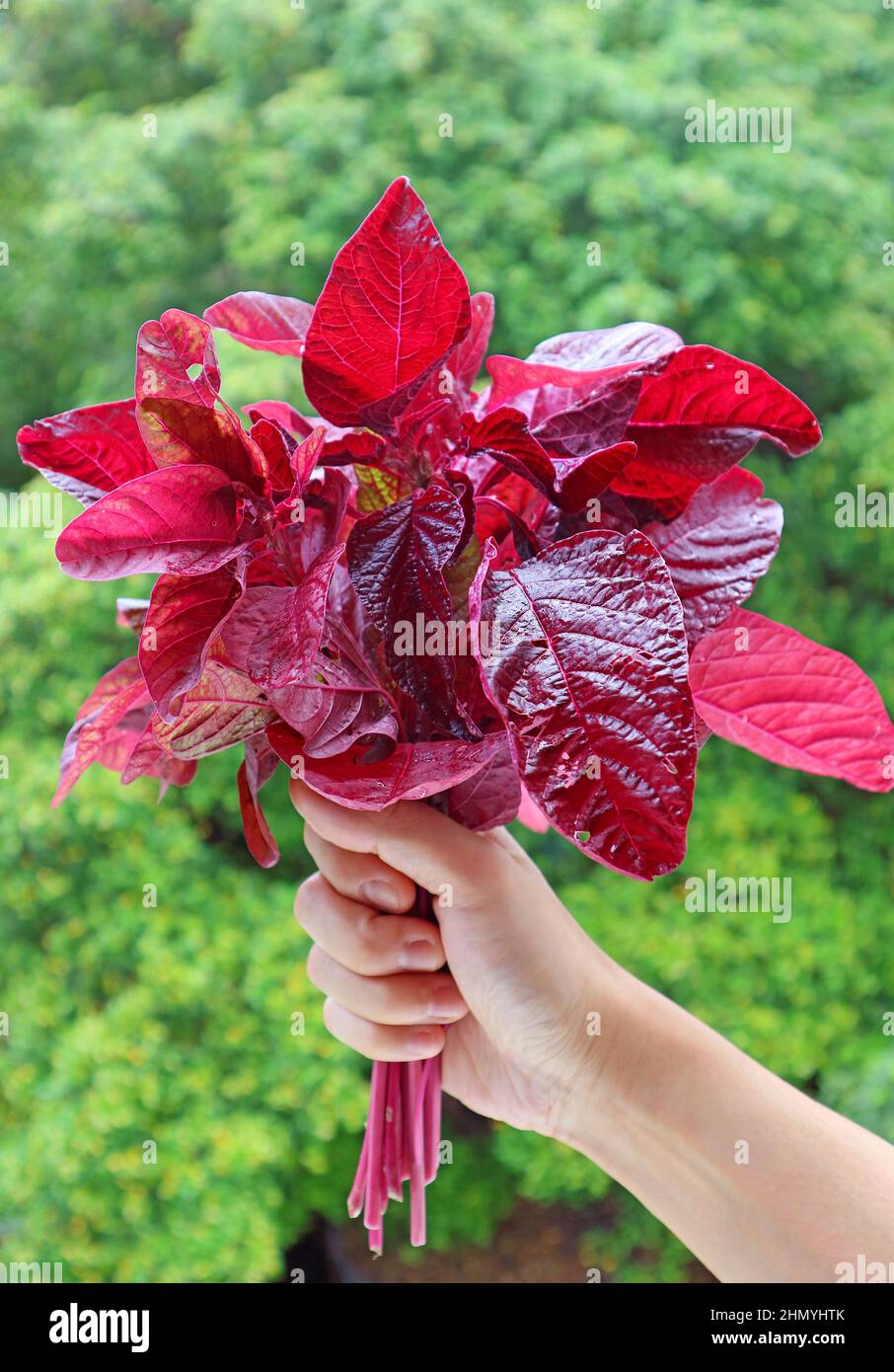 Bunch of Vibrant Color Fresh Red Spinach or in Hand Against Blurry Green Foliage Stock Photo