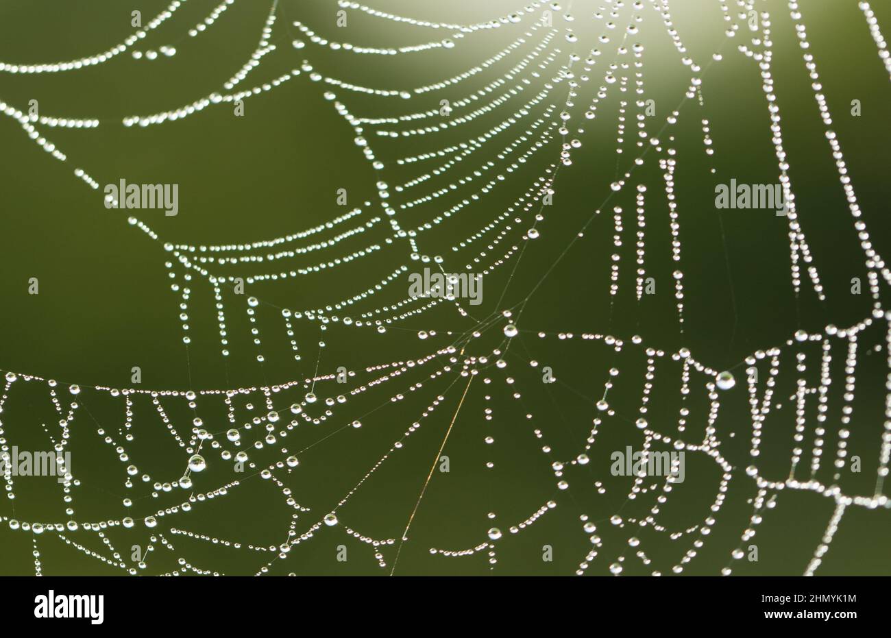 dewdrop stuck on the spider web Stock Photo Alamy