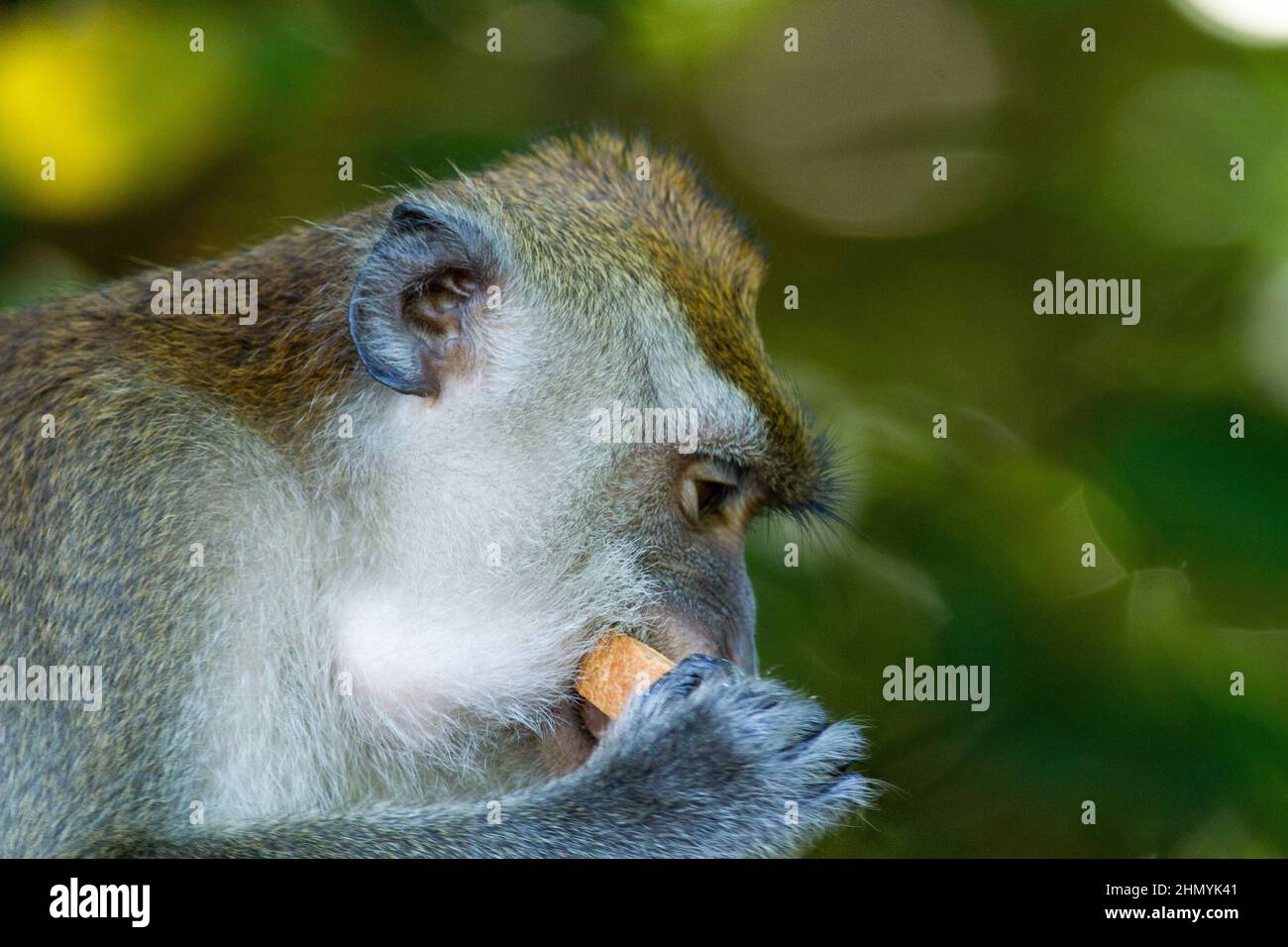 An adult Crabeating macaque (Macaca fascicularis) feeding on fruits