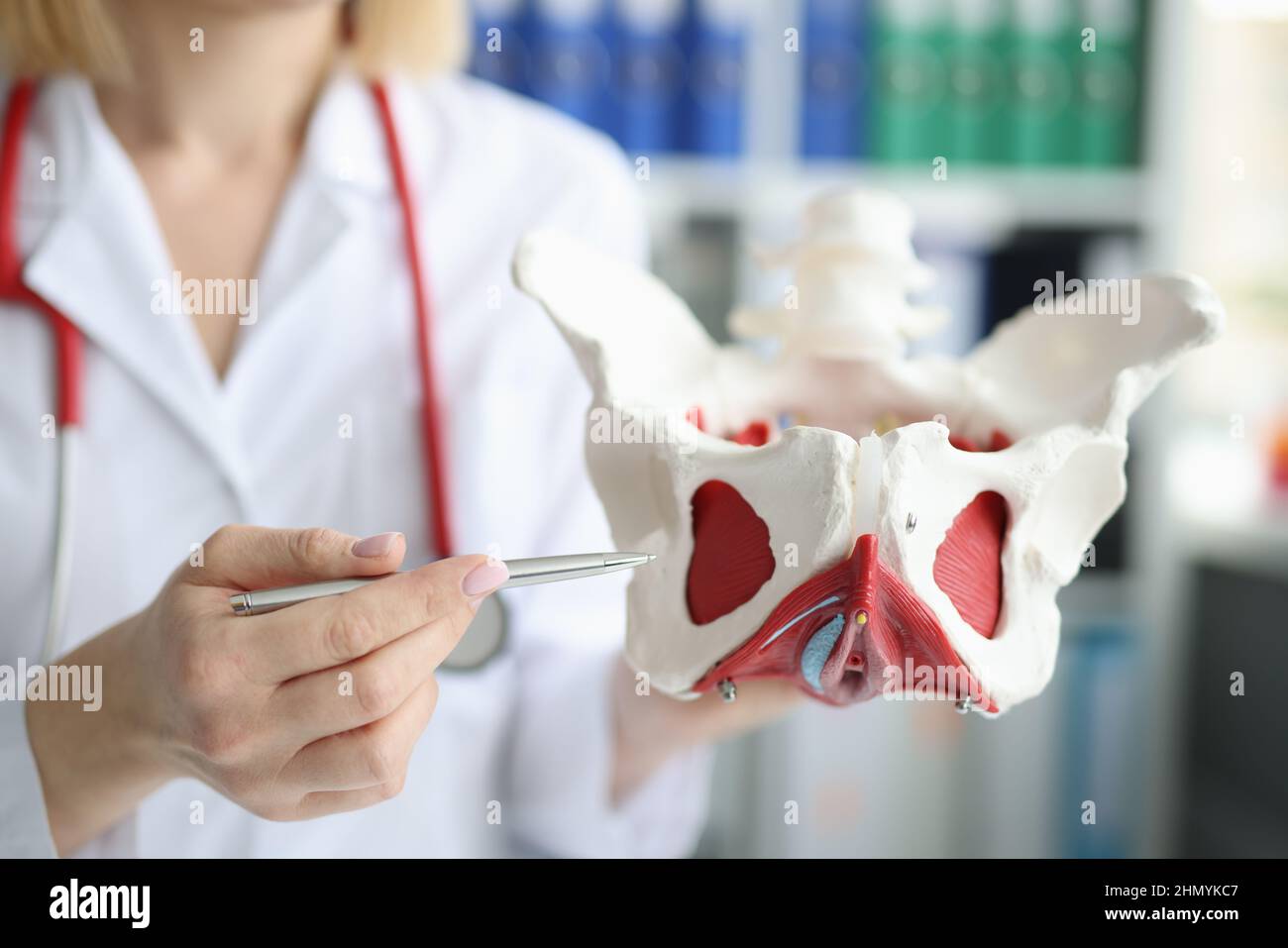 Doctor gynecologist showing layout of female pelvis with muscles closeup Stock Photo