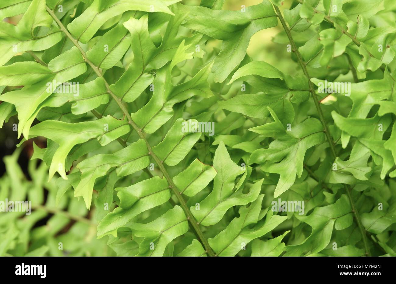 Kimberley queen fern hires stock photography and images Alamy