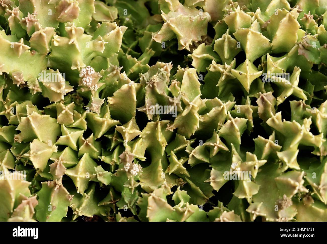 Top View of Green Huernia Plants, A Succulent Plants with Sharp Thorns for Garden Decoration. Stock Photo