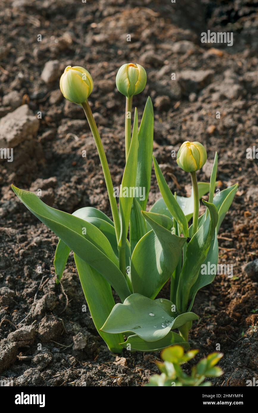 Tulip buds that will soon bloom in the spring in the garden Stock Photo ...