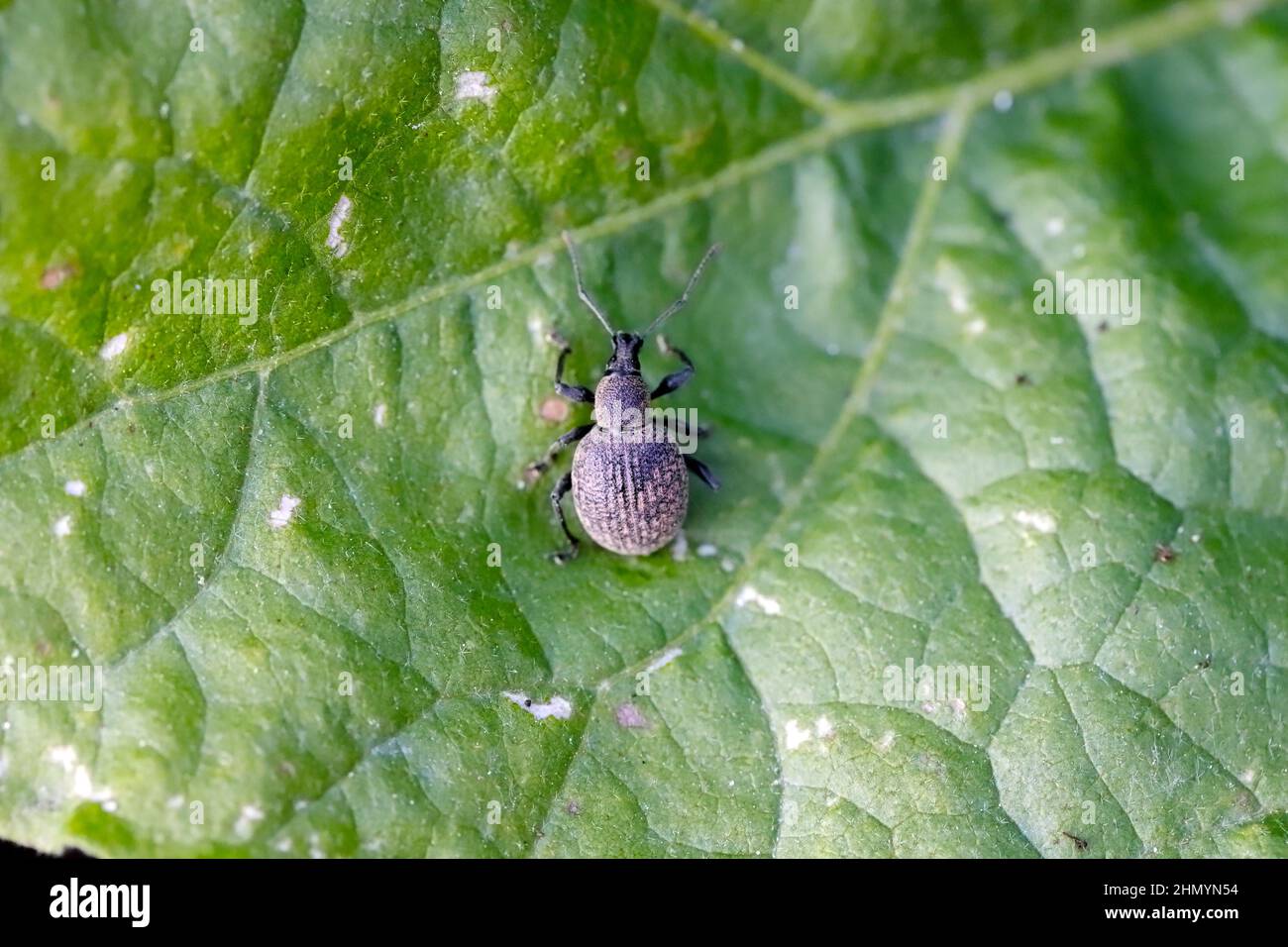 Beetle of Otiorhynchus (sometimes Otiorrhynchus). Many of them e.i ...