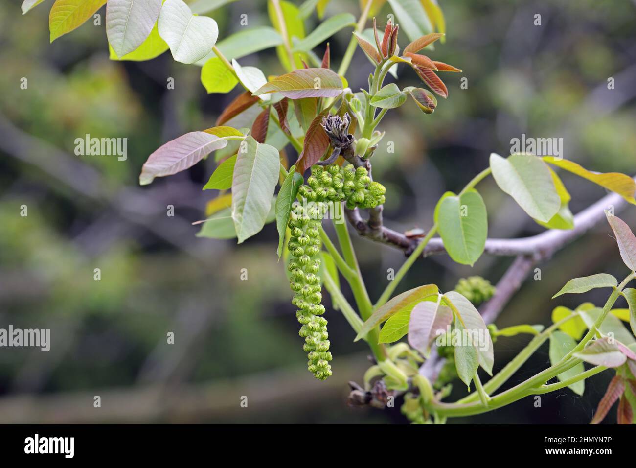 Walnut tree in blossom, male flowers on branches. Early spring. Stock Photo