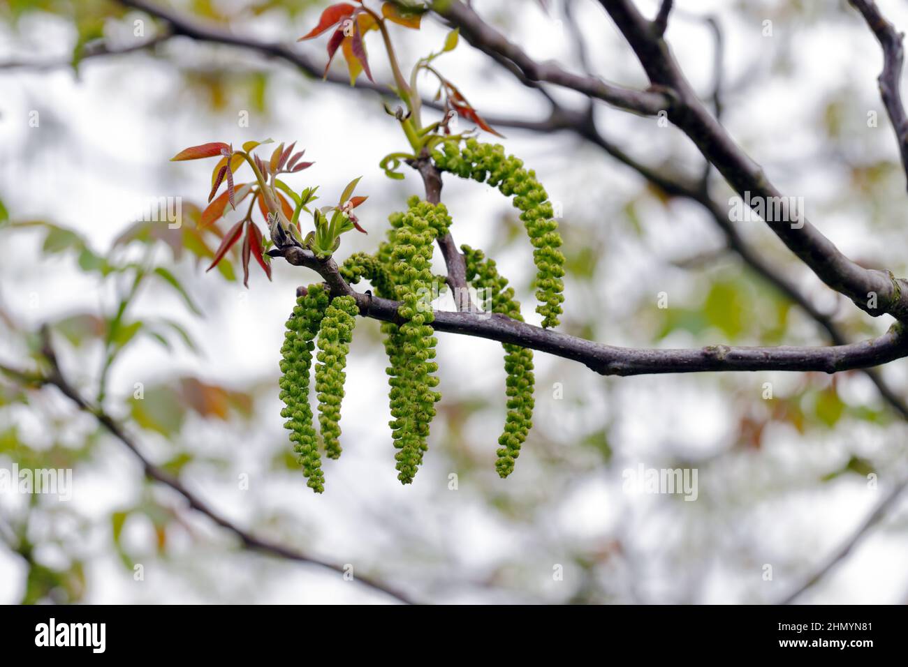 Walnut tree in blossom, male flowers on branches. Early spring. Stock Photo