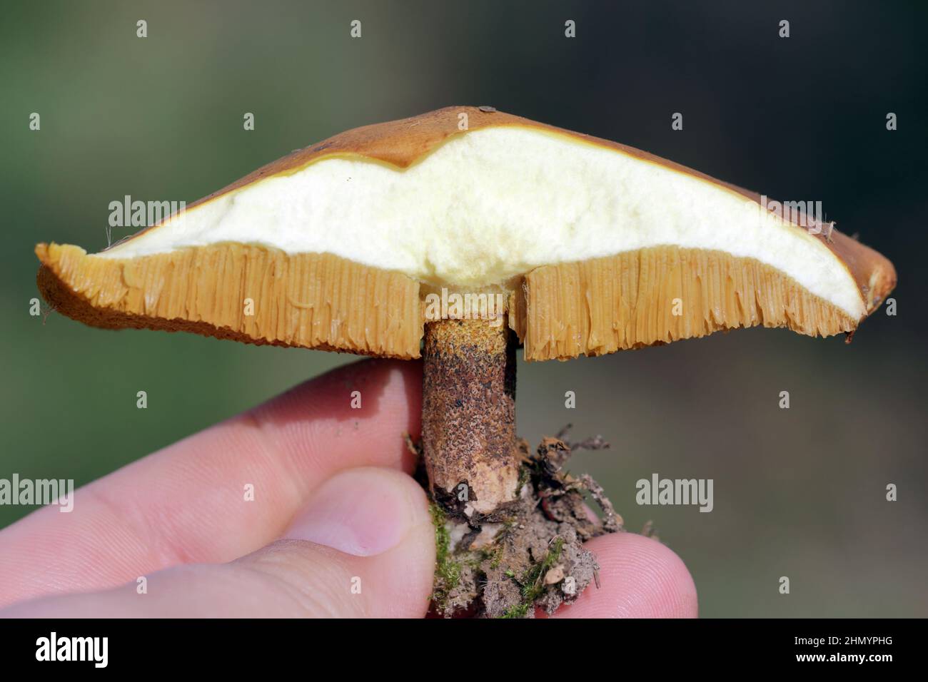 Slippery jack or sticky bun Suillus luteus cuted with no visible injury by fly larvae. Stock Photo