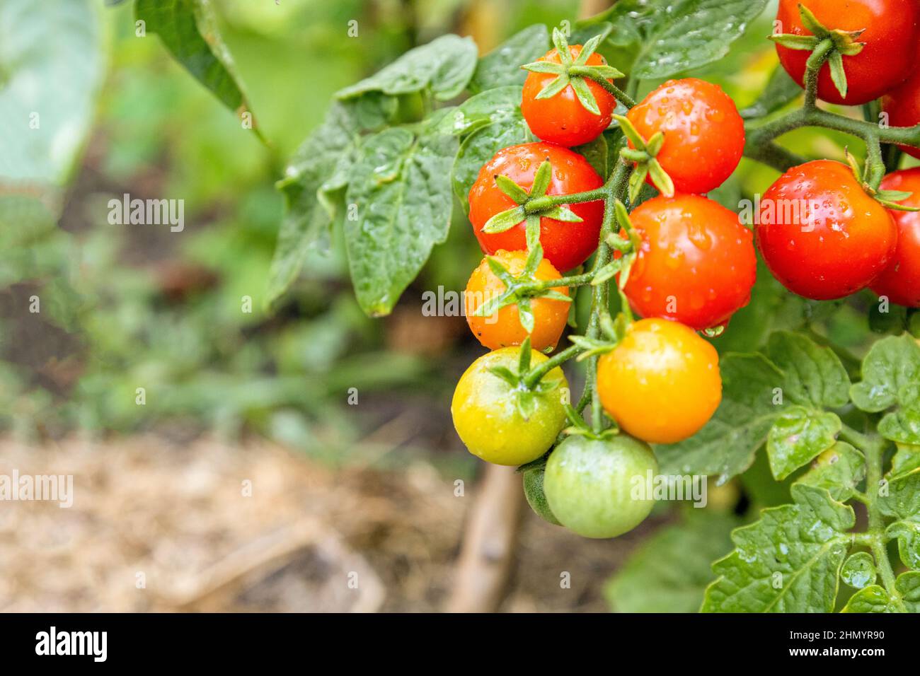 Tomatoes grow on a stem in the garden bed Stock Photo Alamy