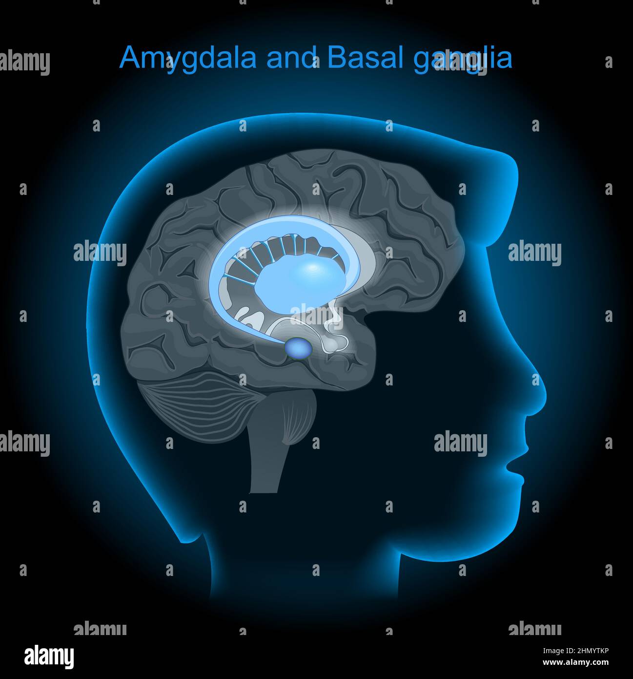 Location of the amygdalae and basal ganglia in the human brain. Amygdala and Limbic system. Human's head with brain on dark background. side view of b Stock Vector