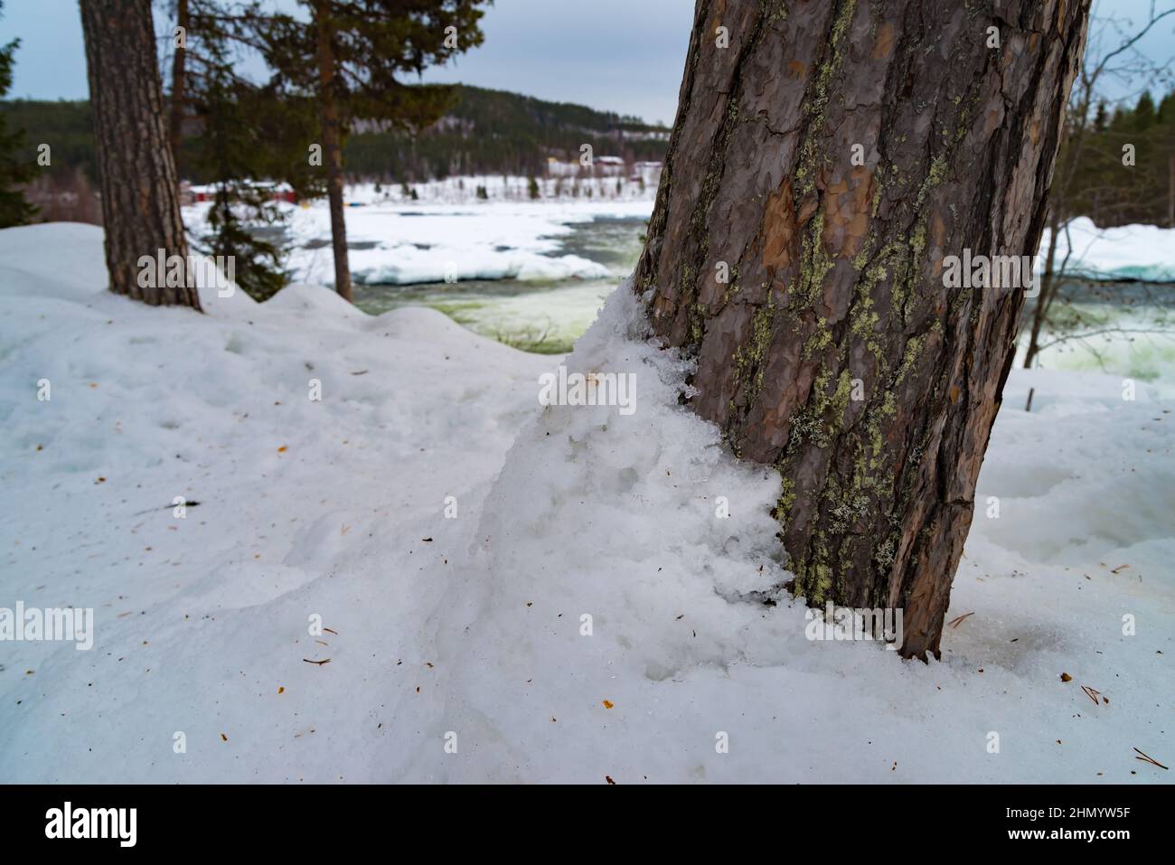 closeup of a red pine tree trunk partly covered with snow in a forest Stock Photo