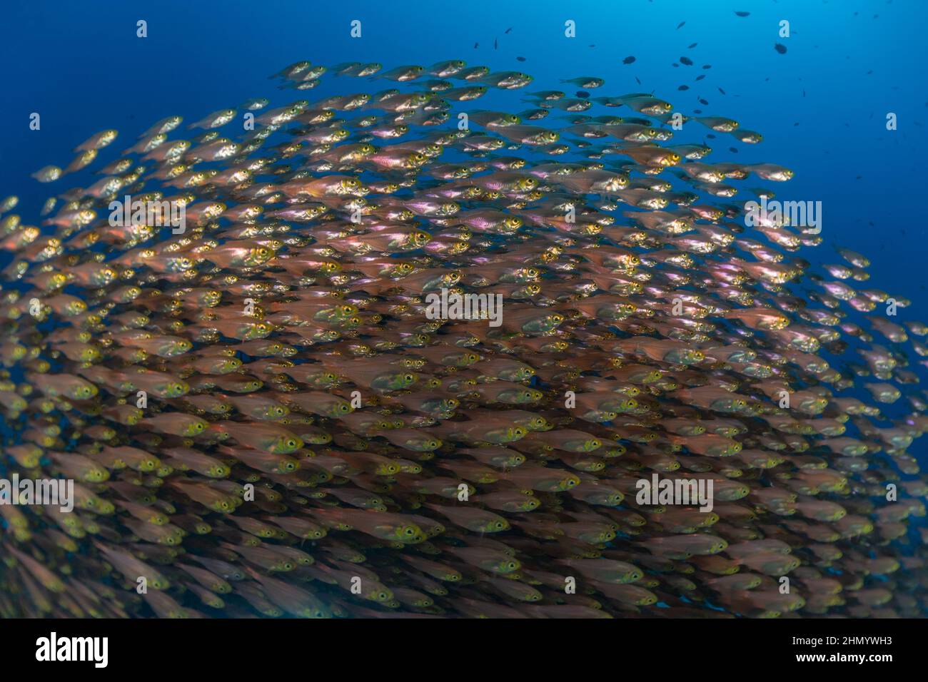 Fish swim in the Red Sea, colorful fish, Eilat Israel Stock Photo Alamy