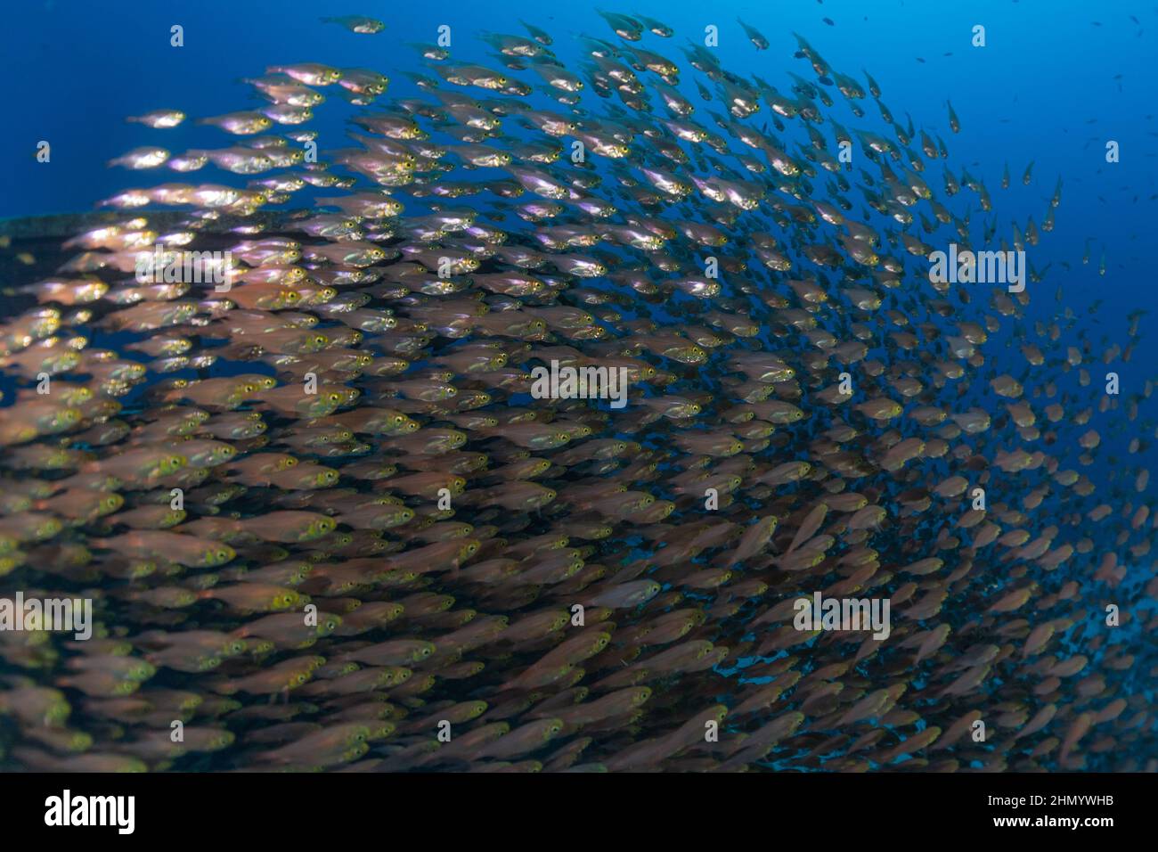 Fish swim in the Red Sea, colorful fish, Eilat Israel Stock Photo Alamy