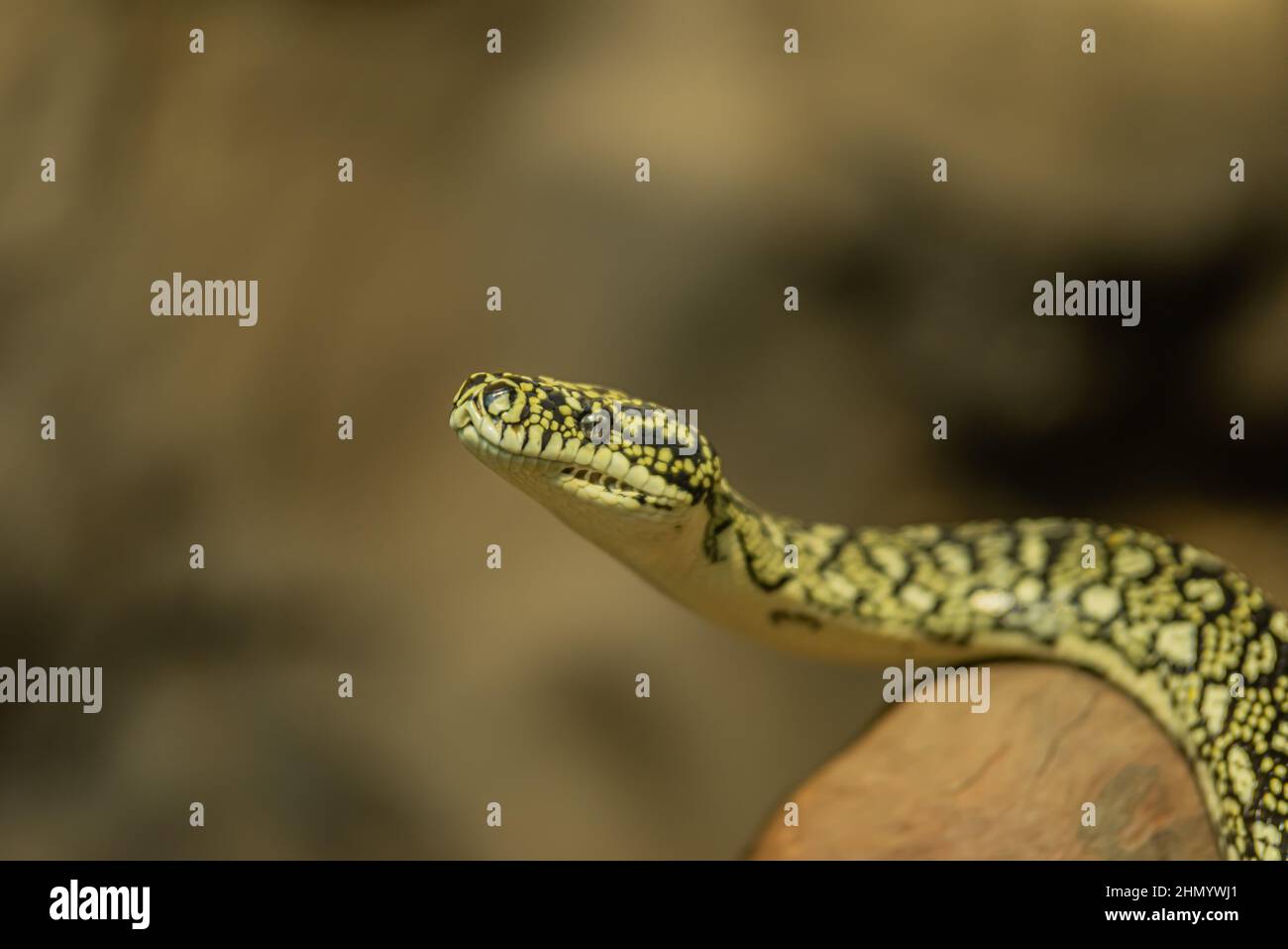 Ready to action Stock Photo - Alamy