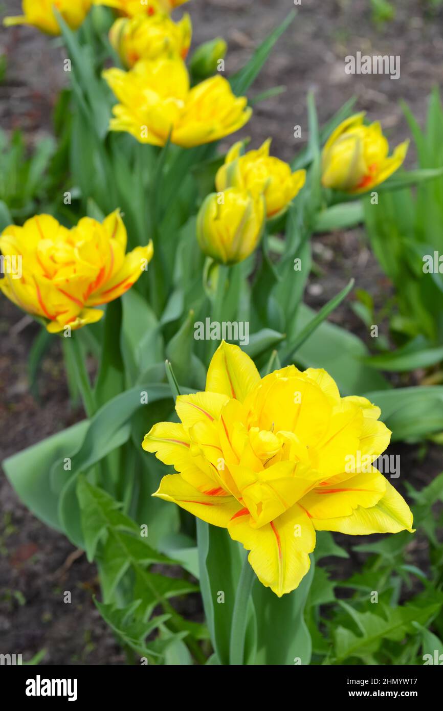 Lush flowering of yellow tulips with red stripes on the unfocused natural background of the earth. Selective focus, vertical framing Stock Photo