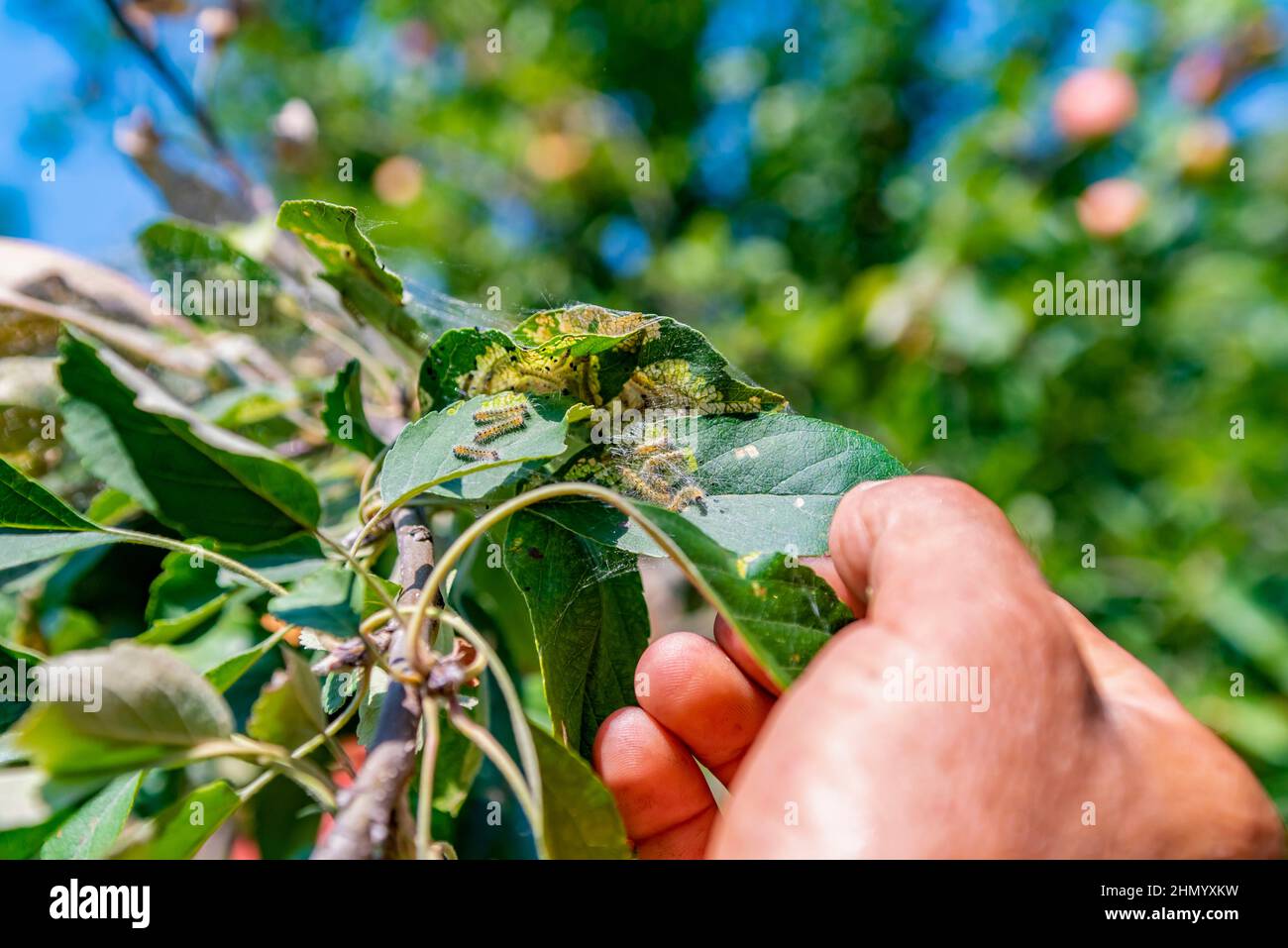 Pest caterpillars on the leaves of a young tree Stock Photo