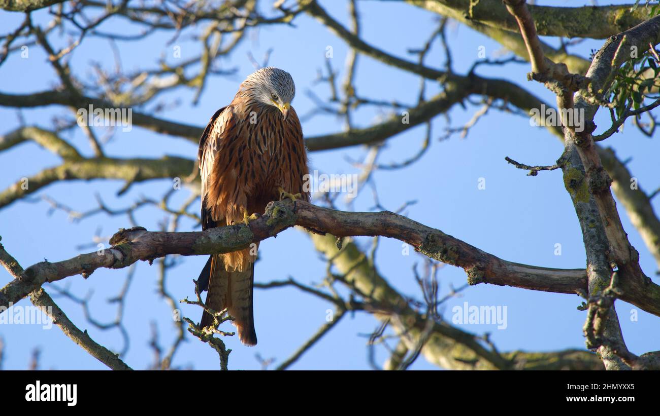 Red Kite photographed at Millenium Woods, Didcot, England Stock Photo