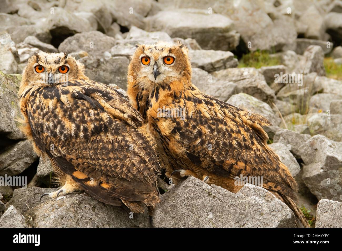 Two young, very large and powerful Eurasian Eagle Owls with bright orange eyes, facing forward in natural rocky outcrop.  Scientific name: Bubo Bubo. Stock Photo