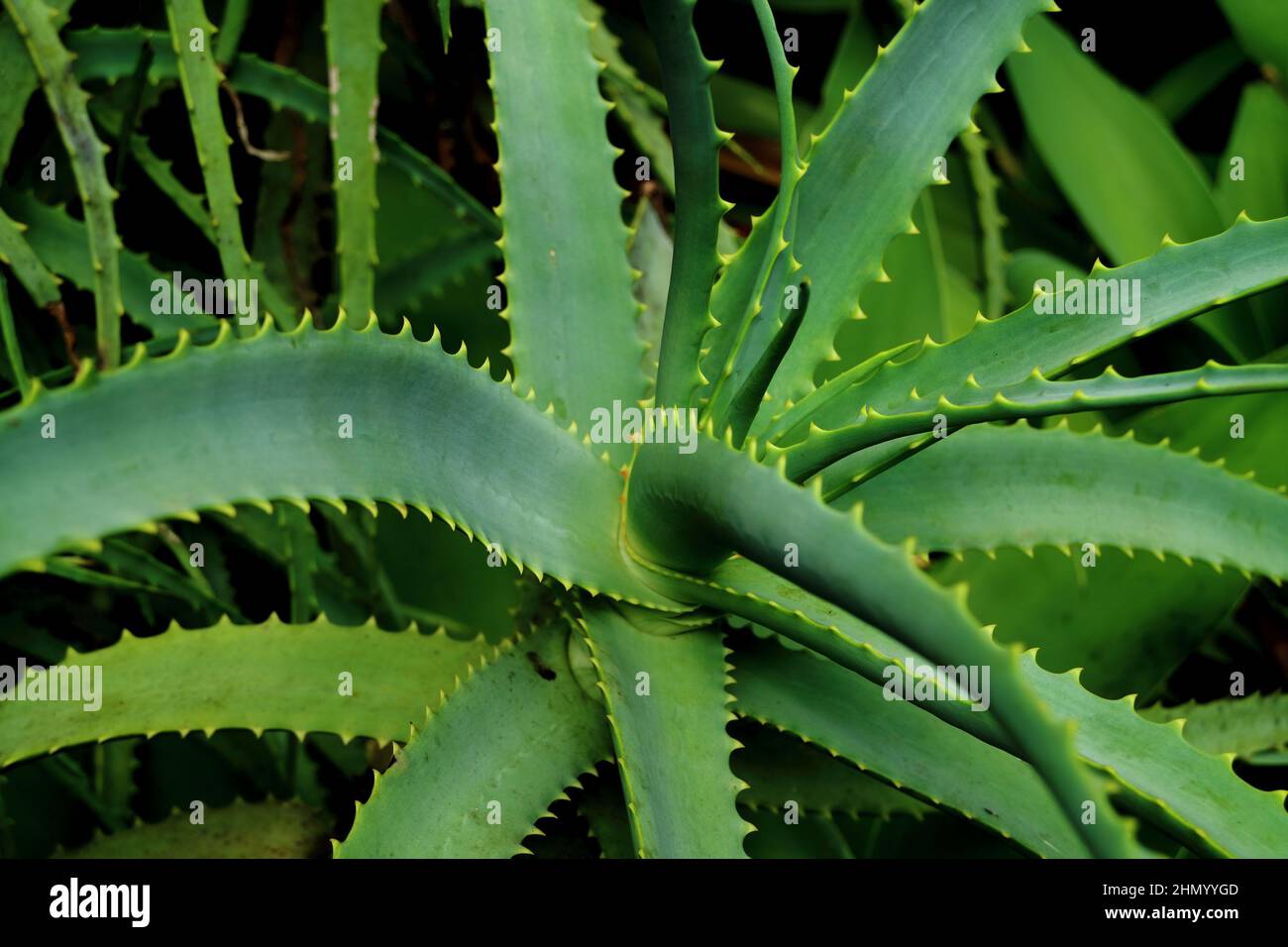 Spiky Agave Plant As Natural Texture Background Stock Photo