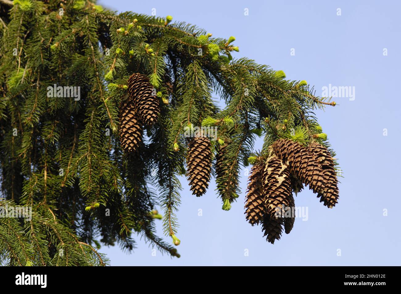 Norway spruce - European spruce (Picea abies) cones hanging on a branch Stock Photo