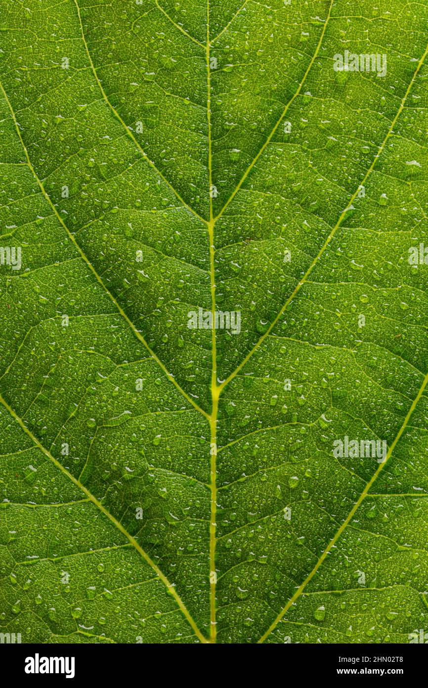 water drops on a leaf texture background Stock Photo - Alamy
