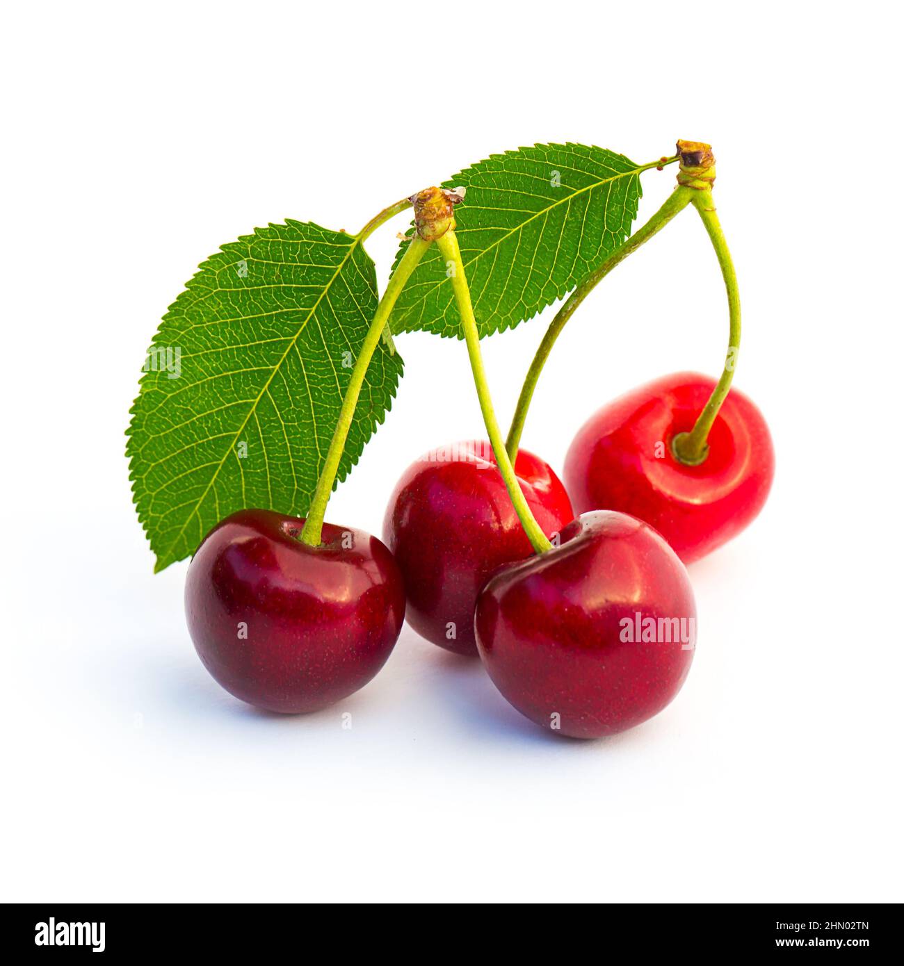 twin cherries on white background Stock Photo