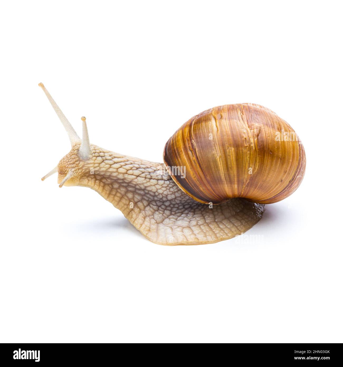 big brown snail Stock Photo Alamy