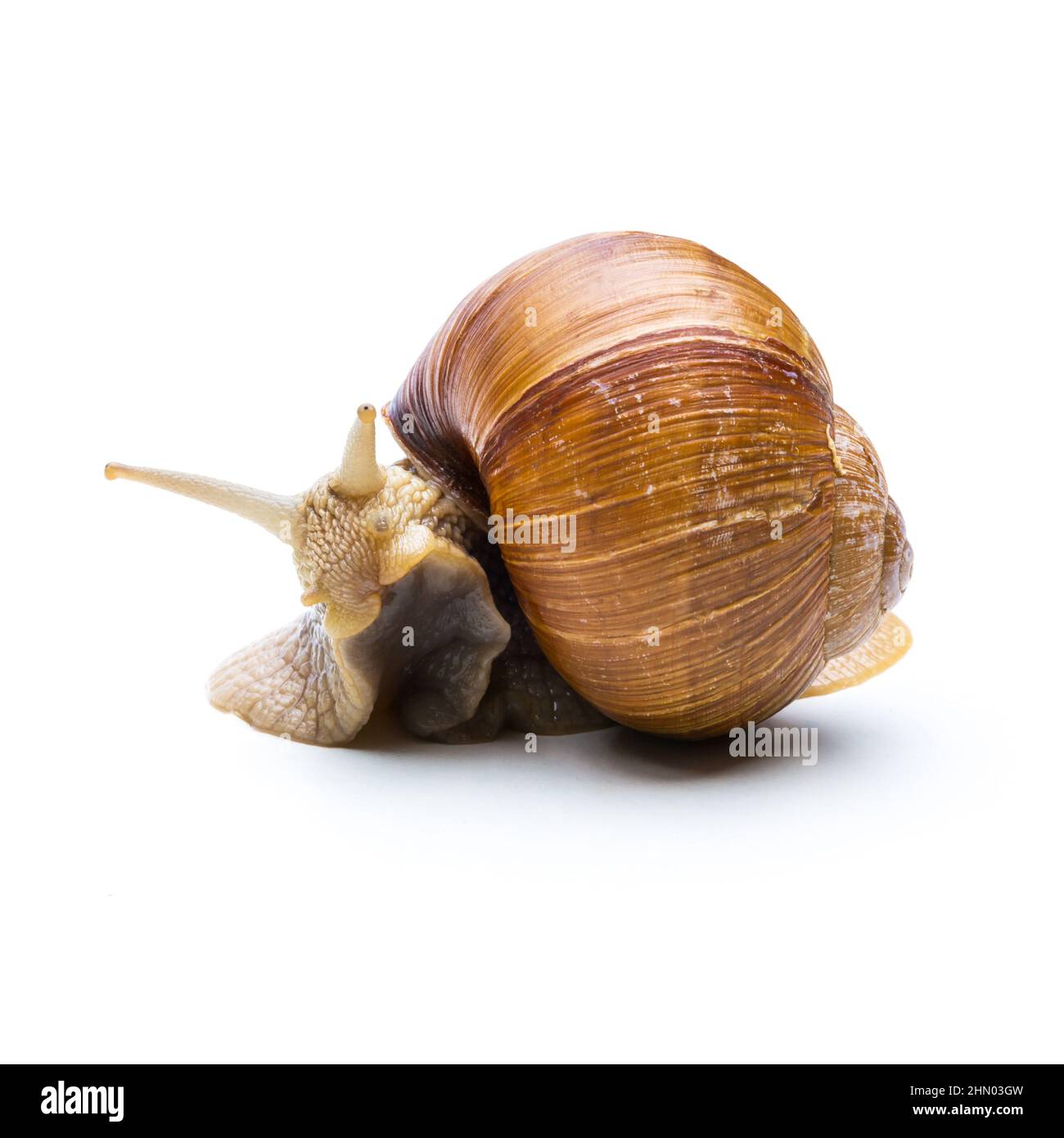 snail hiding in snail shell Stock Photo
