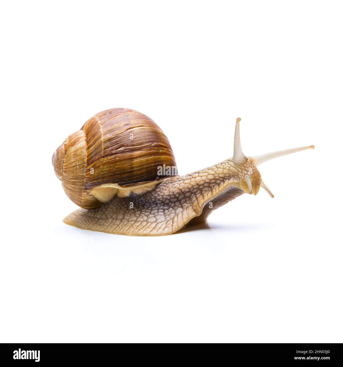 brown snail on white Stock Photo