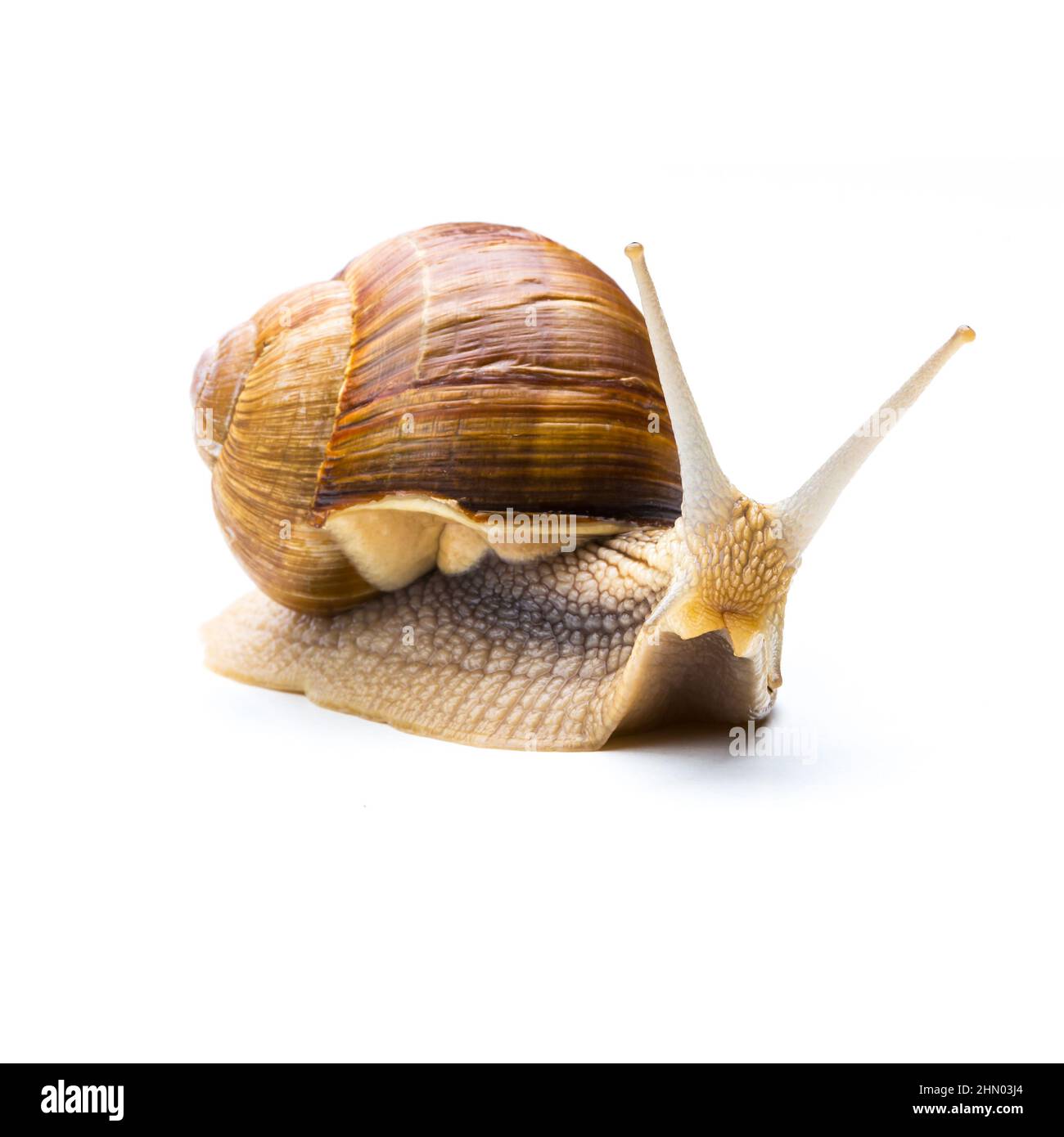 brown Snail looks interesting Stock Photo