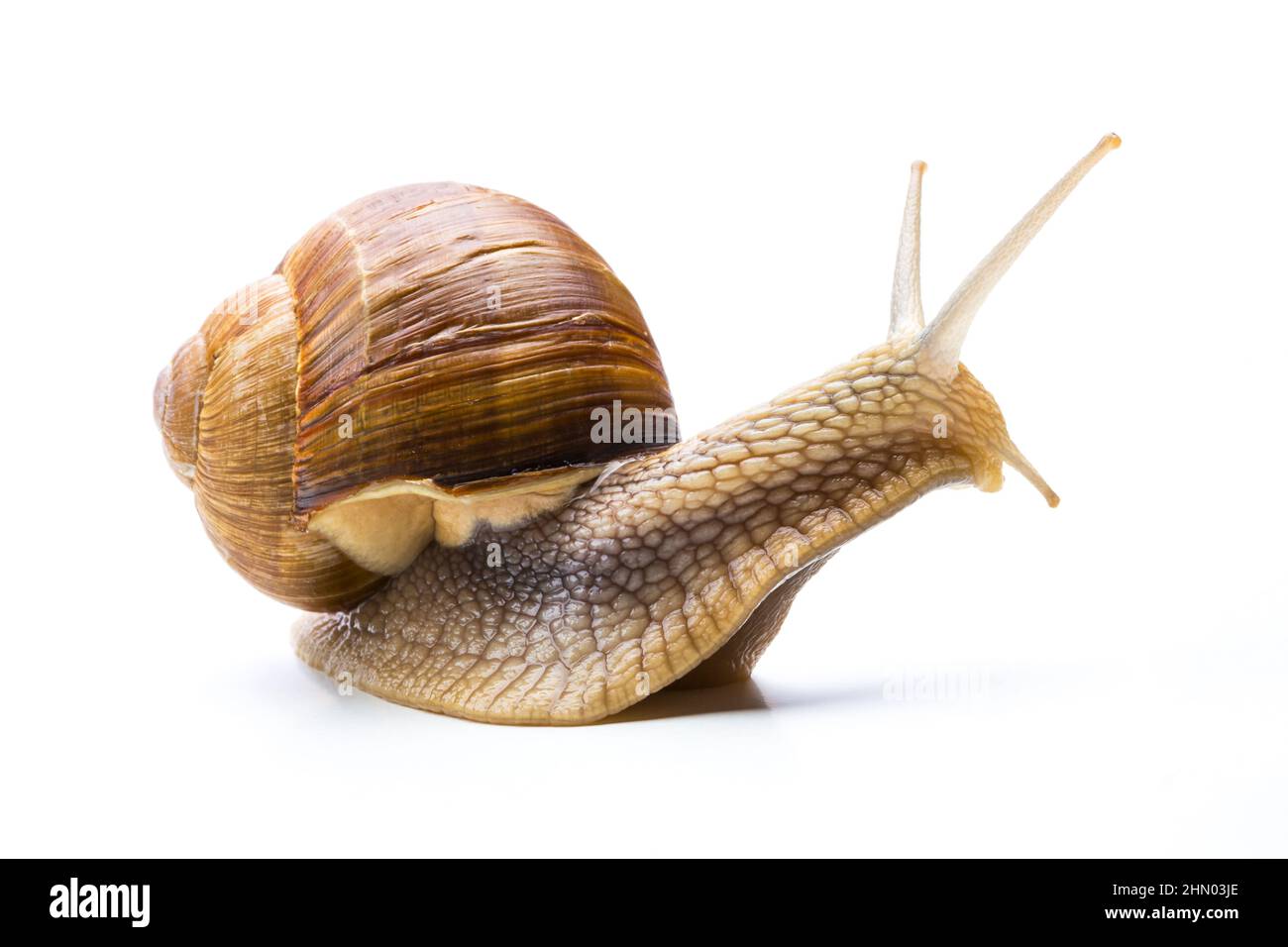 California Snail Stock Photo