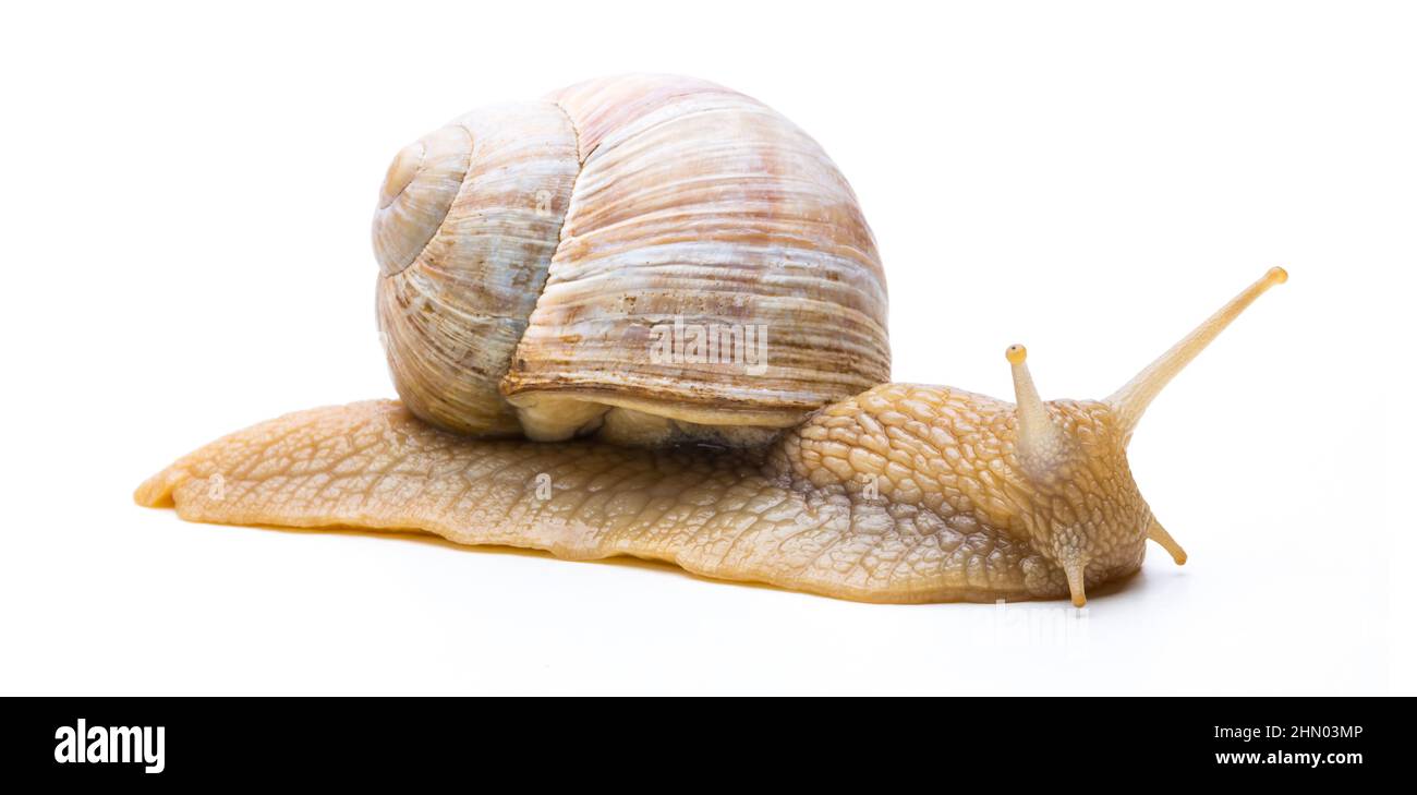 slow snail Stock Photo