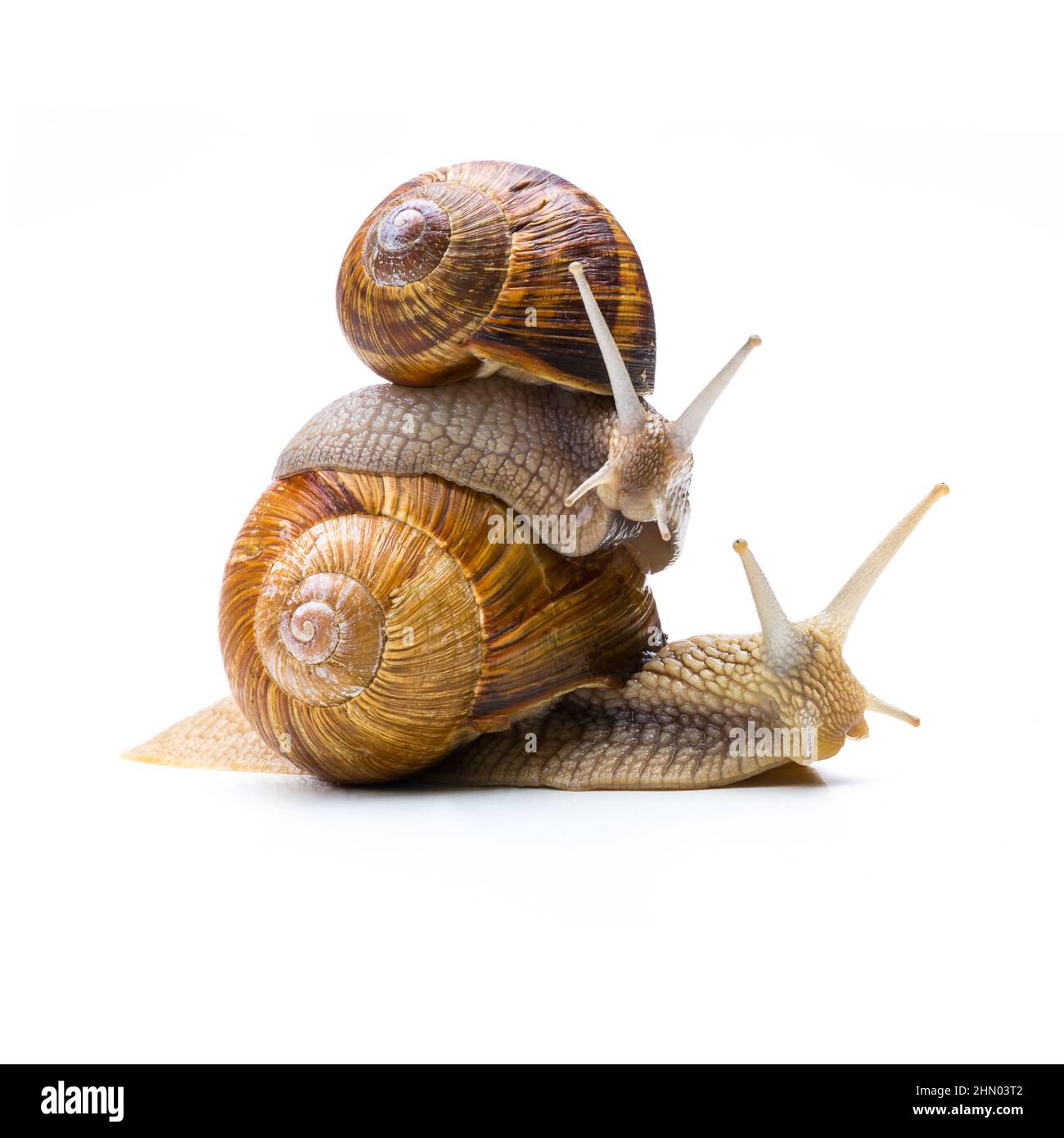 Snails Piggybacking Stock Photo