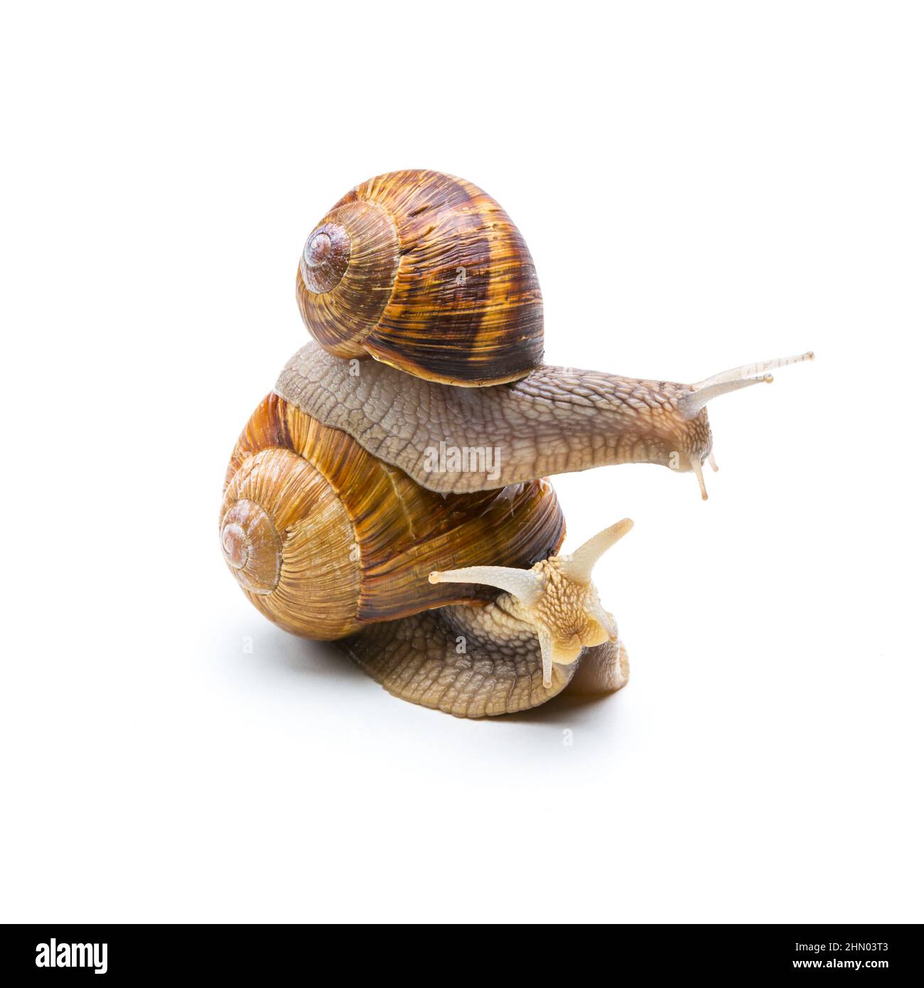 Piggybacking a Snail Stock Photo