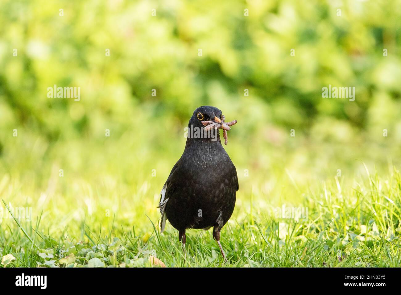 The Female Amsel (Turdus Merula) with many earthworms in the beak was very successful. Stock Photo