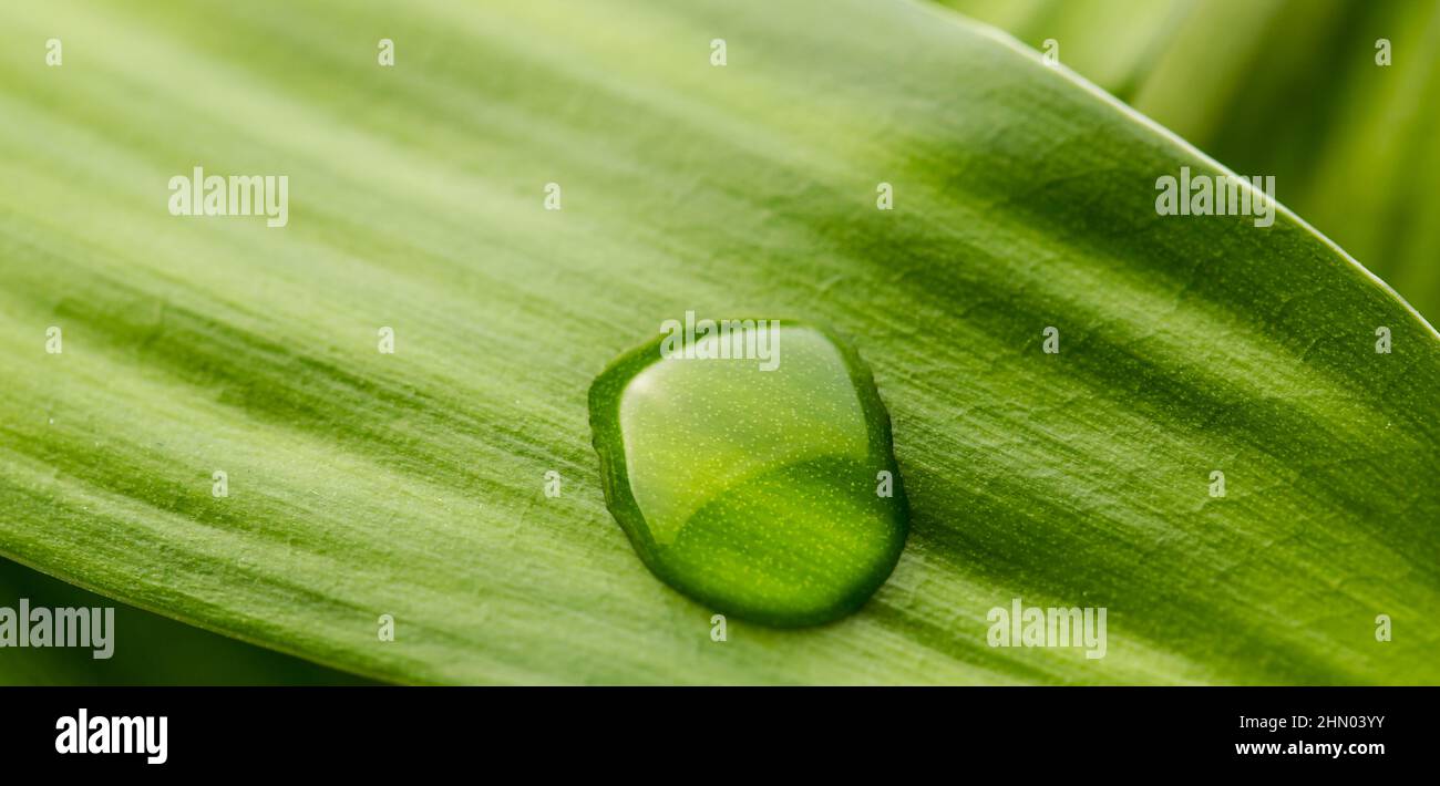 waterdrop on a leaf Stock Photo