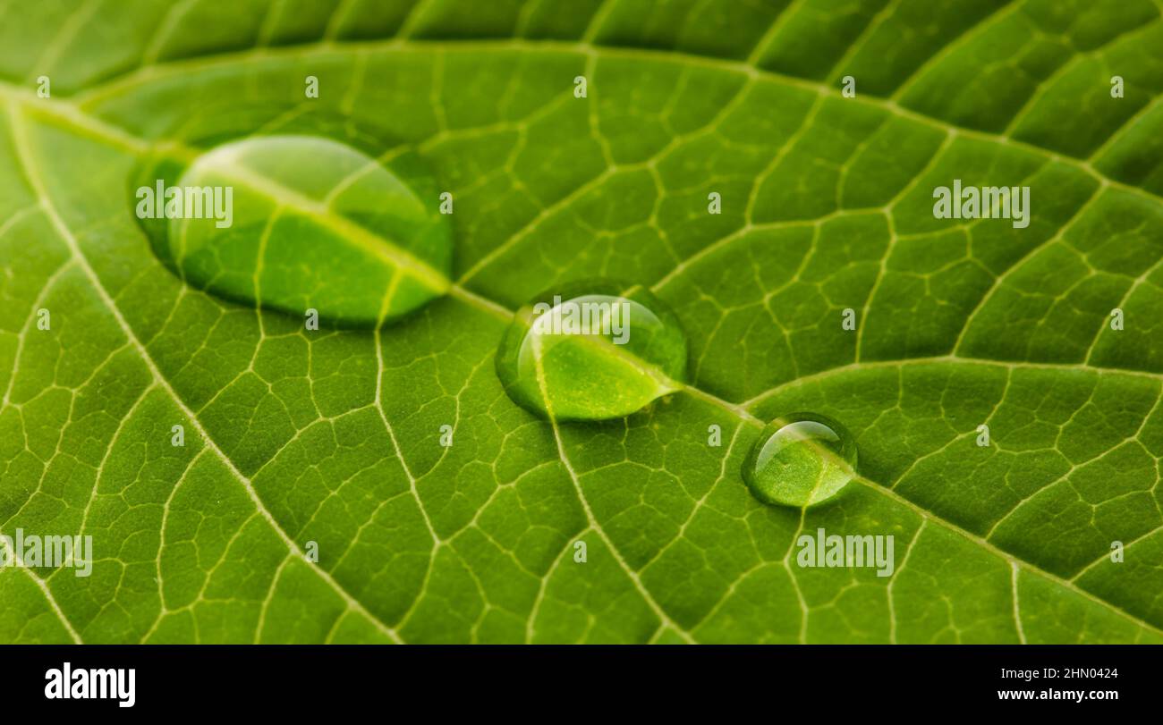 waterdrops on a leaf Stock Photo