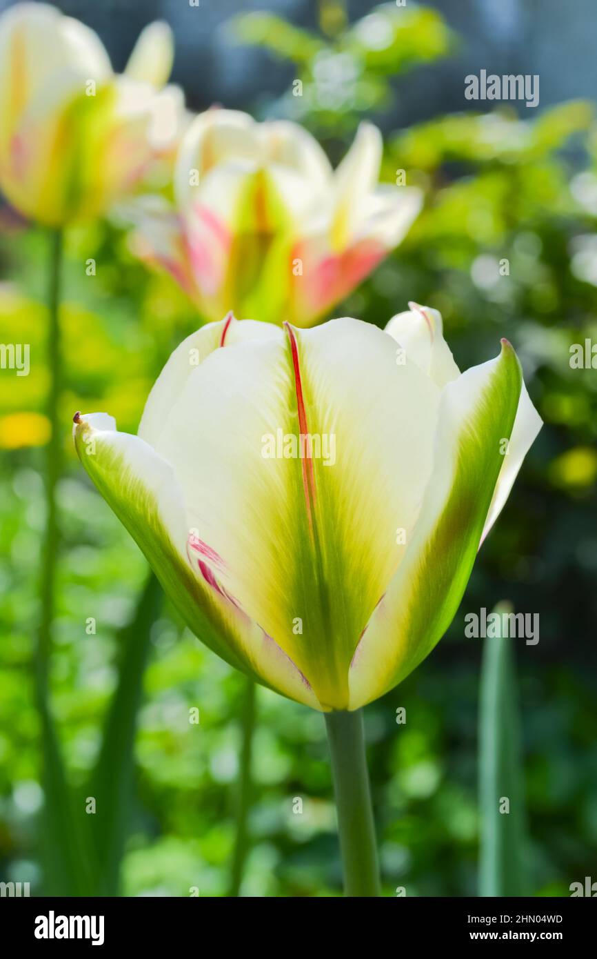 Lush flowering of green-colored variegated tulips with red stripes on a defocused natural background. Selective focus, vertical framing Stock Photo